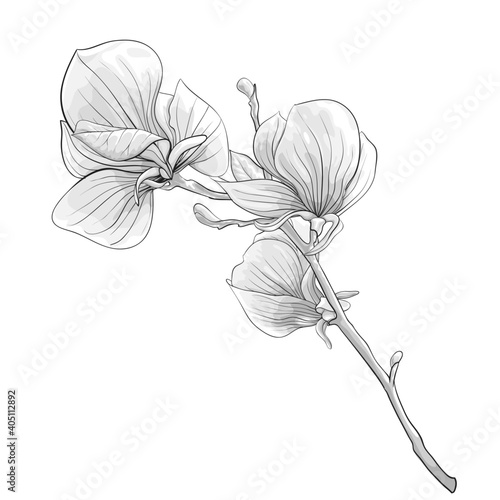 beautiful monochrome, black and white twig blossoming magnolia tree. flower isolated.