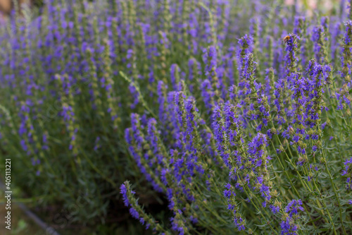 Purple Hyssop flowers in the summer garden. Medicinal herbs with blue flowers.