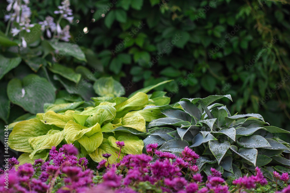 Hosts in a flowerbed in a summer garden against the backdrop of green foliage copy space. Hosts in a flowerbed in a summer garden against the backdrop of green foliage copy space.