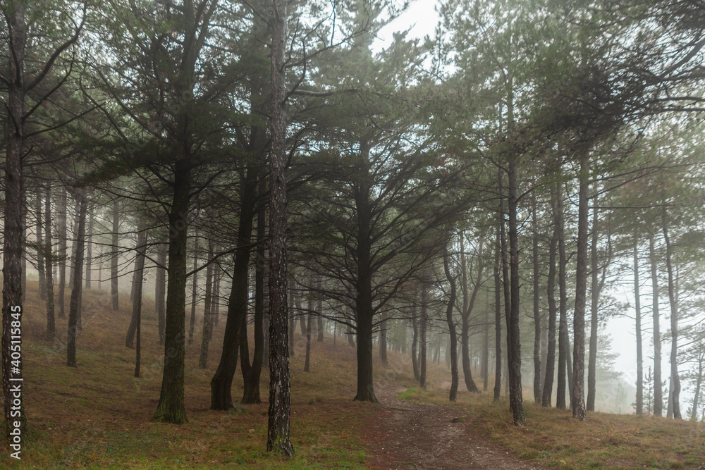 Foggy morning in a pine forest Foggy morning in a pine forest