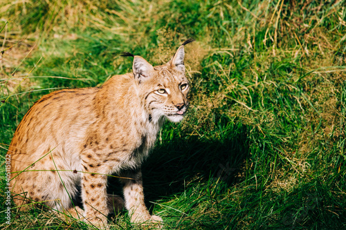 Lynx lucking up from the grass