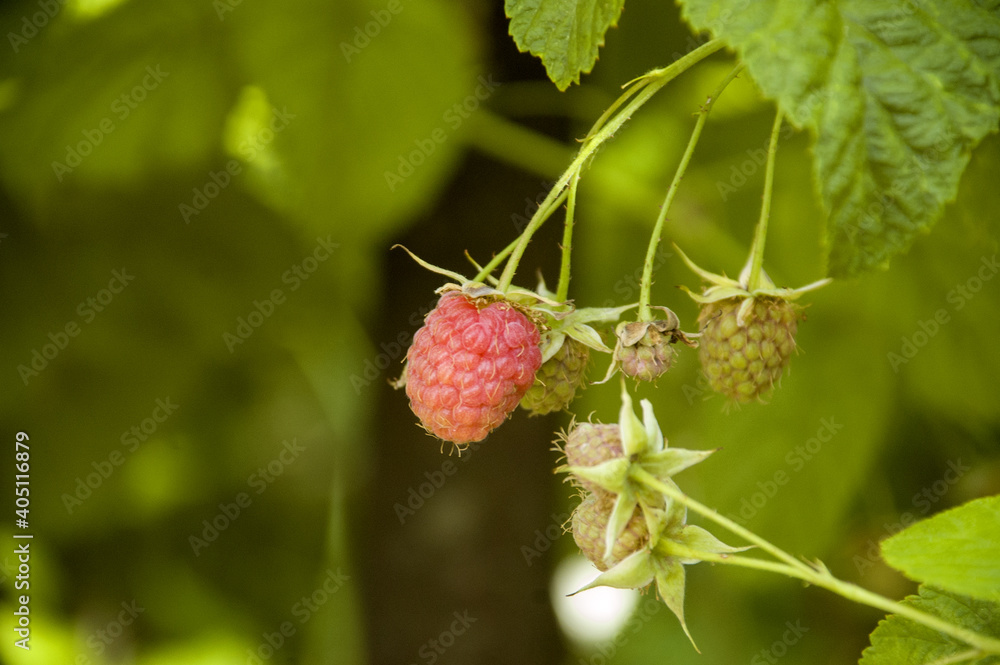 Raspberry berry maturation in the home garden Raspberry berry maturation in the home garden