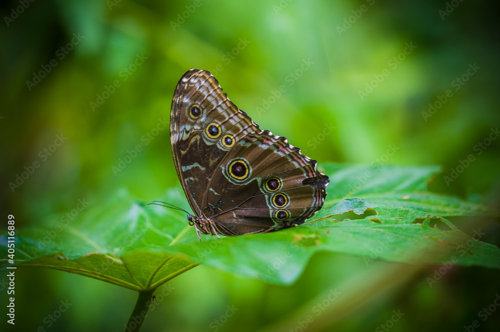 Colombia is one of the countries with the greatest biodiversity of butterflies in the world Colombia is one of the countries with the greatest biodiversity of butterflies in the world