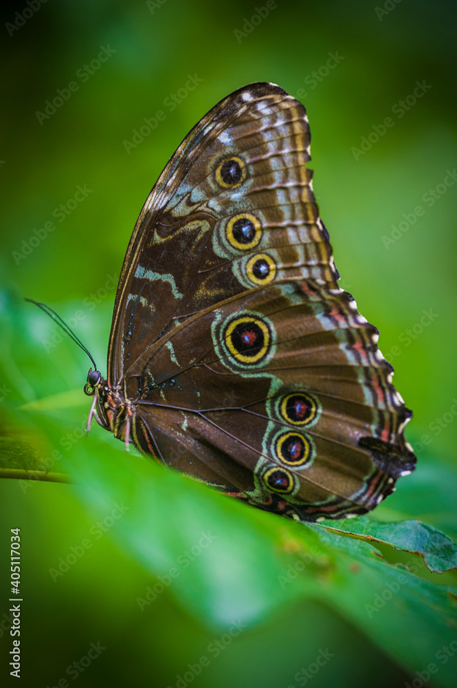 Naklejka premium Colombia is one of the countries with the greatest biodiversity of butterflies in the world