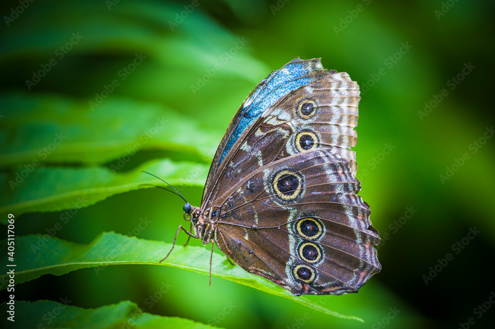 Naklejka premium Colombia is one of the countries with the greatest biodiversity of butterflies in the world