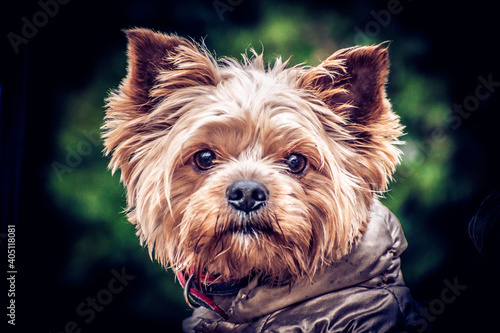 Close-up portrait of cute small yorkshire terrier © Viktar