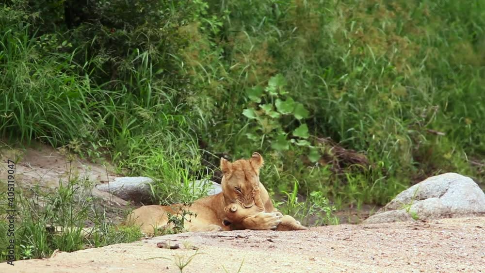 African lioness bonding cub in Kruger National park, South Africa ; Specie Panthera leo family of Felidae