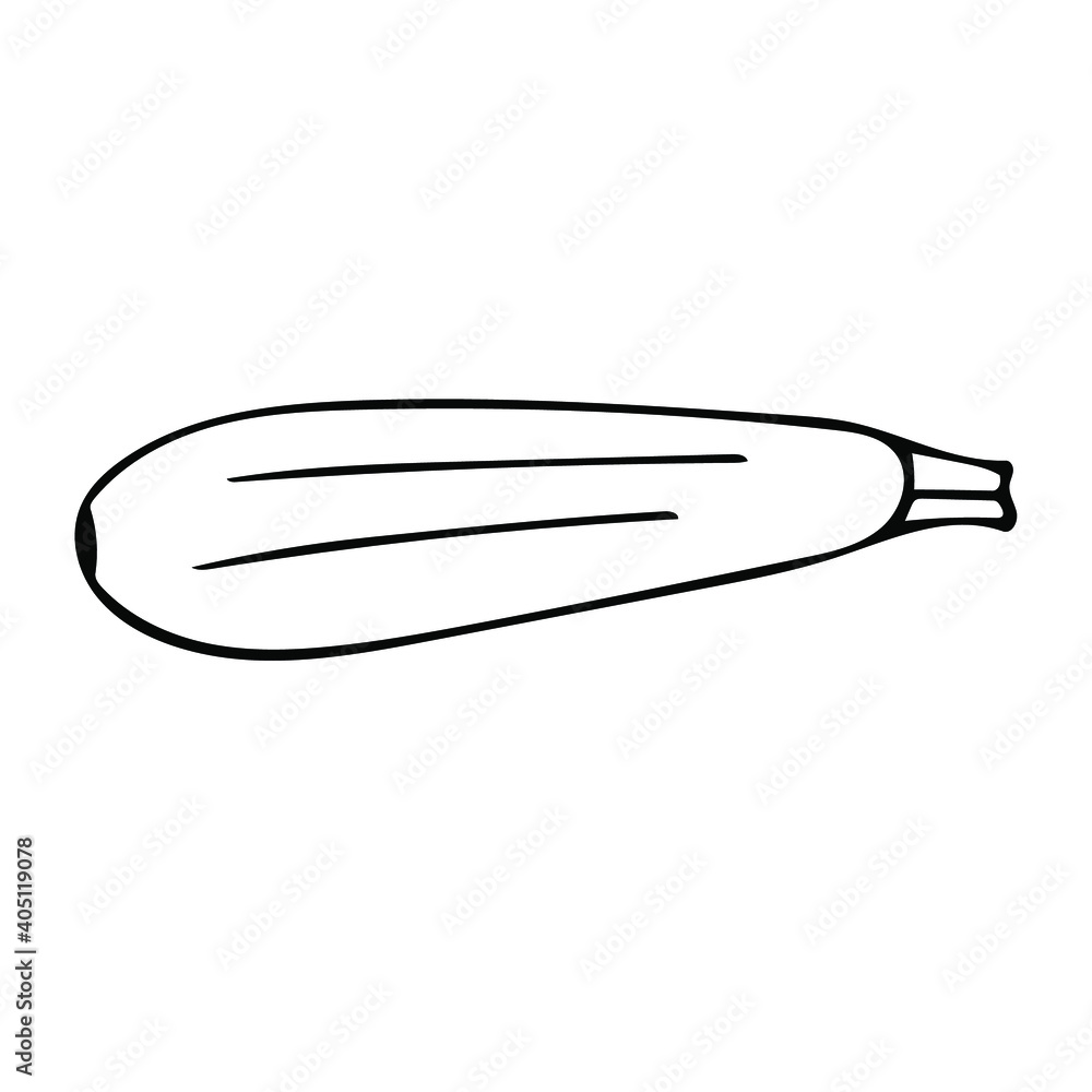 Obraz premium Cute hand drawn vegetable - zucchini. Doodle vector illustration for vegetable blanks, cooking recipes and kitchen design.