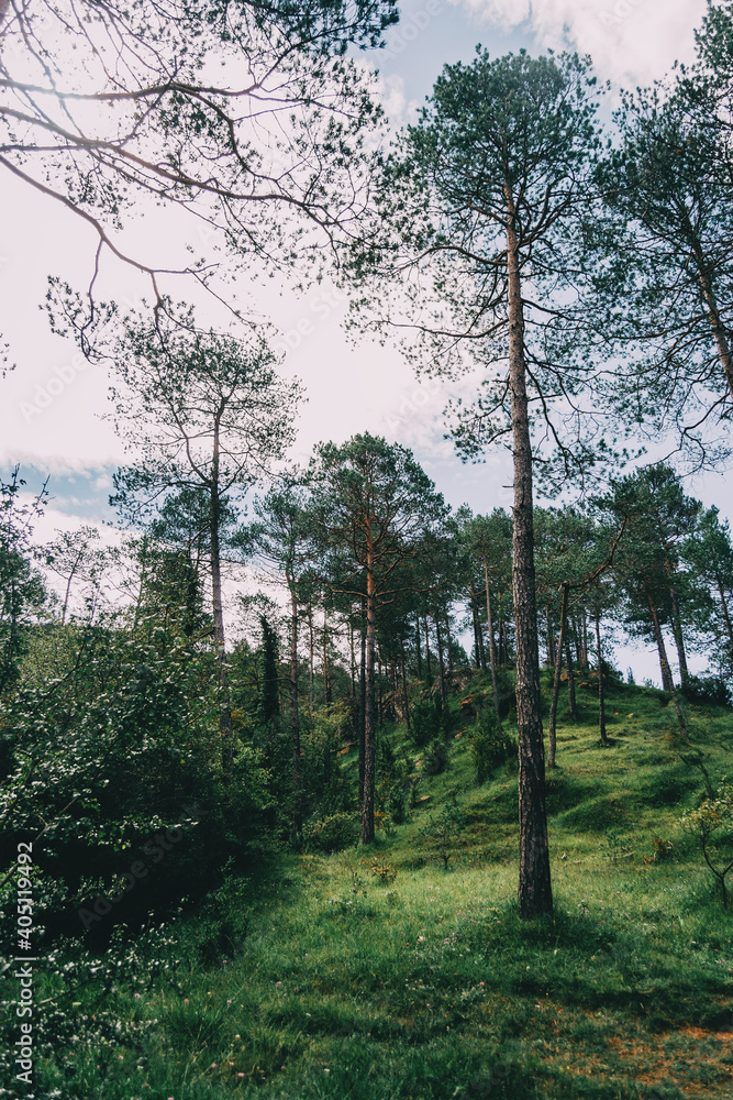 Fototapeta premium green landscape with many trees in catalonia, spain