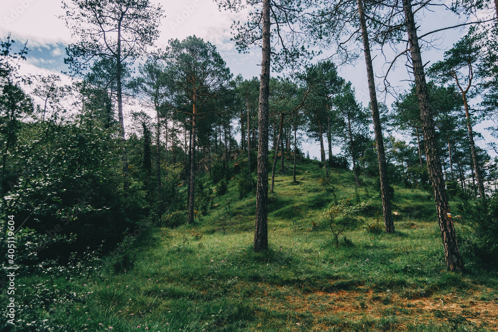 green landscape with many trees in catalonia, spain green landscape with many trees in catalonia, spain