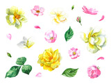 Set of beautiful watercolor flowers and leaves. Yellow and pink flowers and petals on white background
