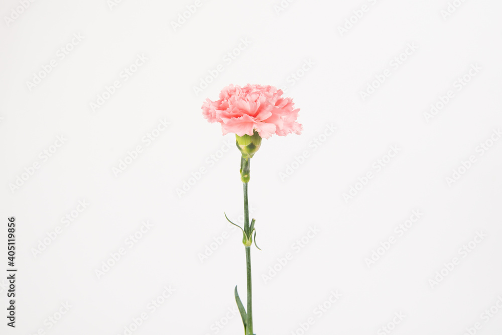 Pink carnation mother's day blessing flowers on whtie background Pink carnation mother's day blessing flowers on whtie background