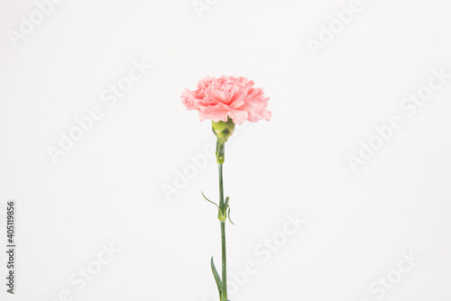 Pink carnation mother's day blessing flowers on whtie background photo
