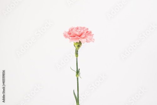 Foto Pink carnation mother's day blessing flowers on whtie background