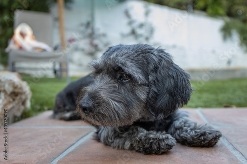 Black dog sitting, watching a corner of the garden