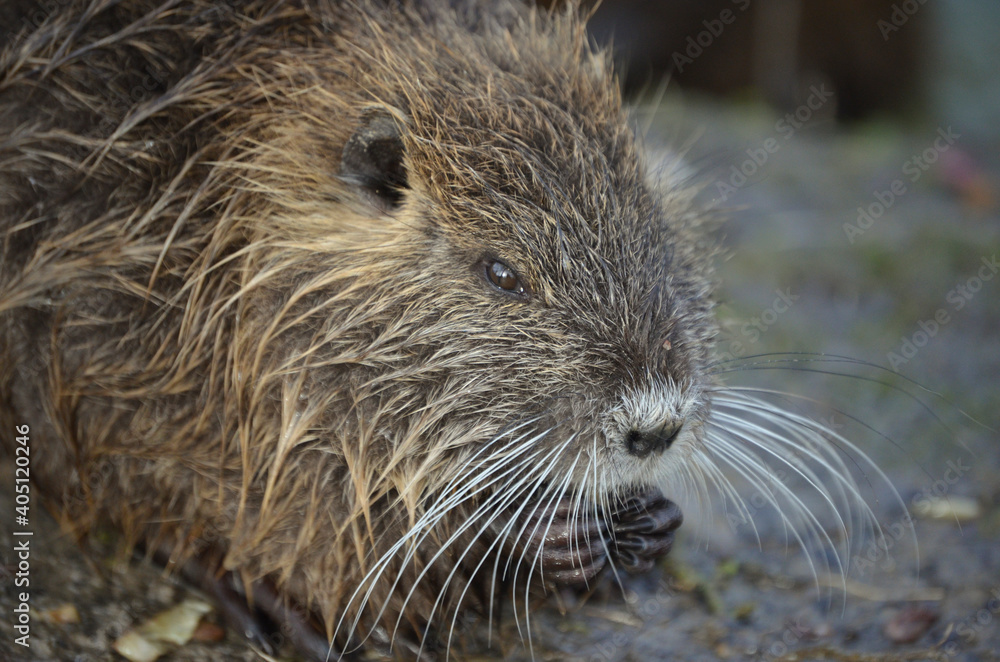 Cuccioli di nutria in riva ad un laghetto in inverno. Cuccioli di nutria in riva ad un laghetto in inverno.