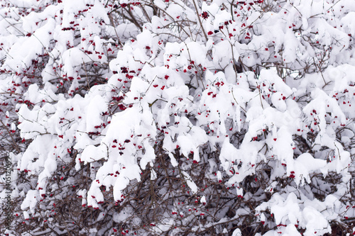 viburnum branches with drifts of snow and red berries, winter nature and landscape with berries