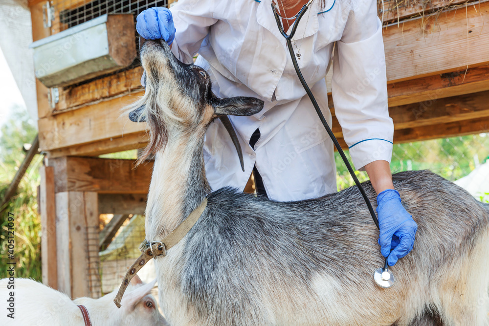 Young Veterinarian Woman With Stethoscope Holding And Examining Goat On young-veterinarian-woman-with-stethoscope-holding-and-examining-goat-on