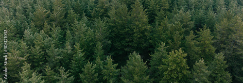 Aerial shot of pine tree forest. Ecology wonderlust background © troyanphoto