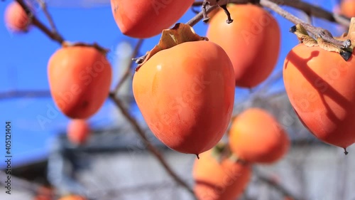 Ripe orange persimmon fruits on the branches.