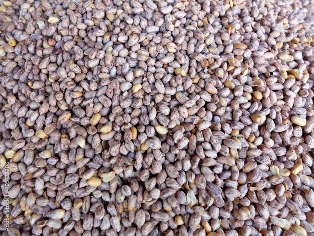 seeds of buckwheat seeds of buckwheat