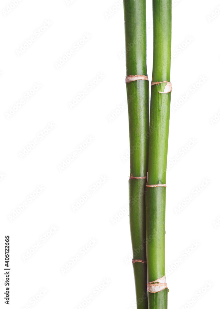 Obraz premium Two branches of Bamboo isolated on white background.