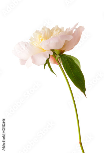 Pale pink peony isolated on white background.