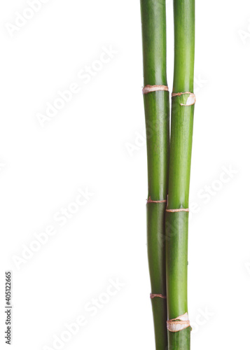 Two branches of Bamboo isolated on white background.