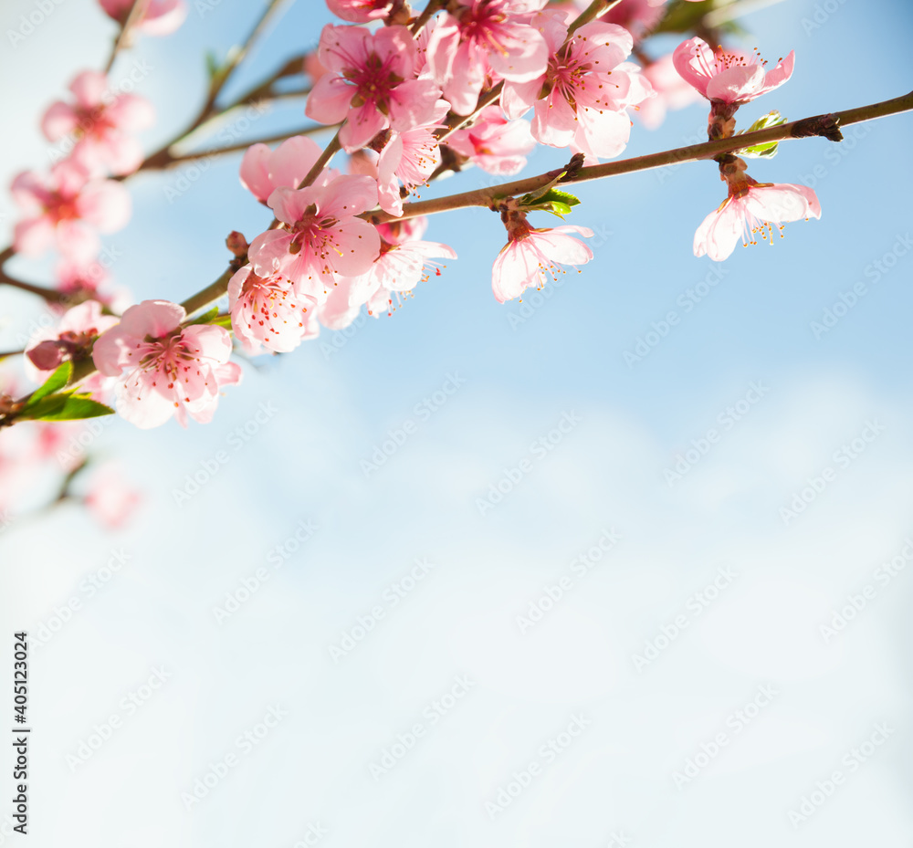 Branches with beautiful pink flowers (Peach) against the blue sky. Selective Focus.