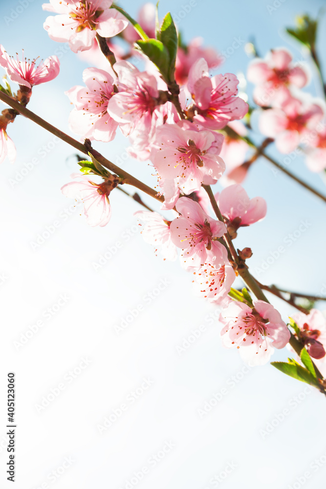 Fototapeta premium branches with beautiful pink flowers (Peach) against the blue sky. Selective Focus.