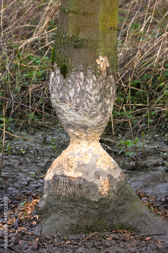 Bevervraat Biesbosch, Beaver Guzzler Biesbosch