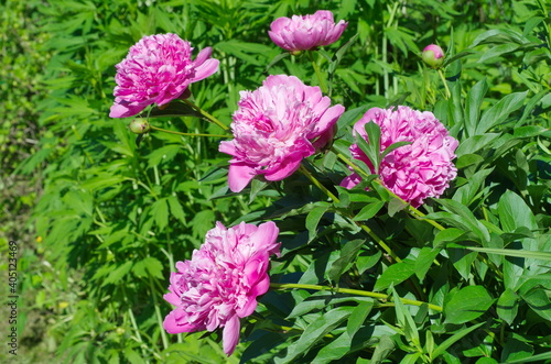 Pink peonies  Lat. Paeonia  bloom in the summer garden