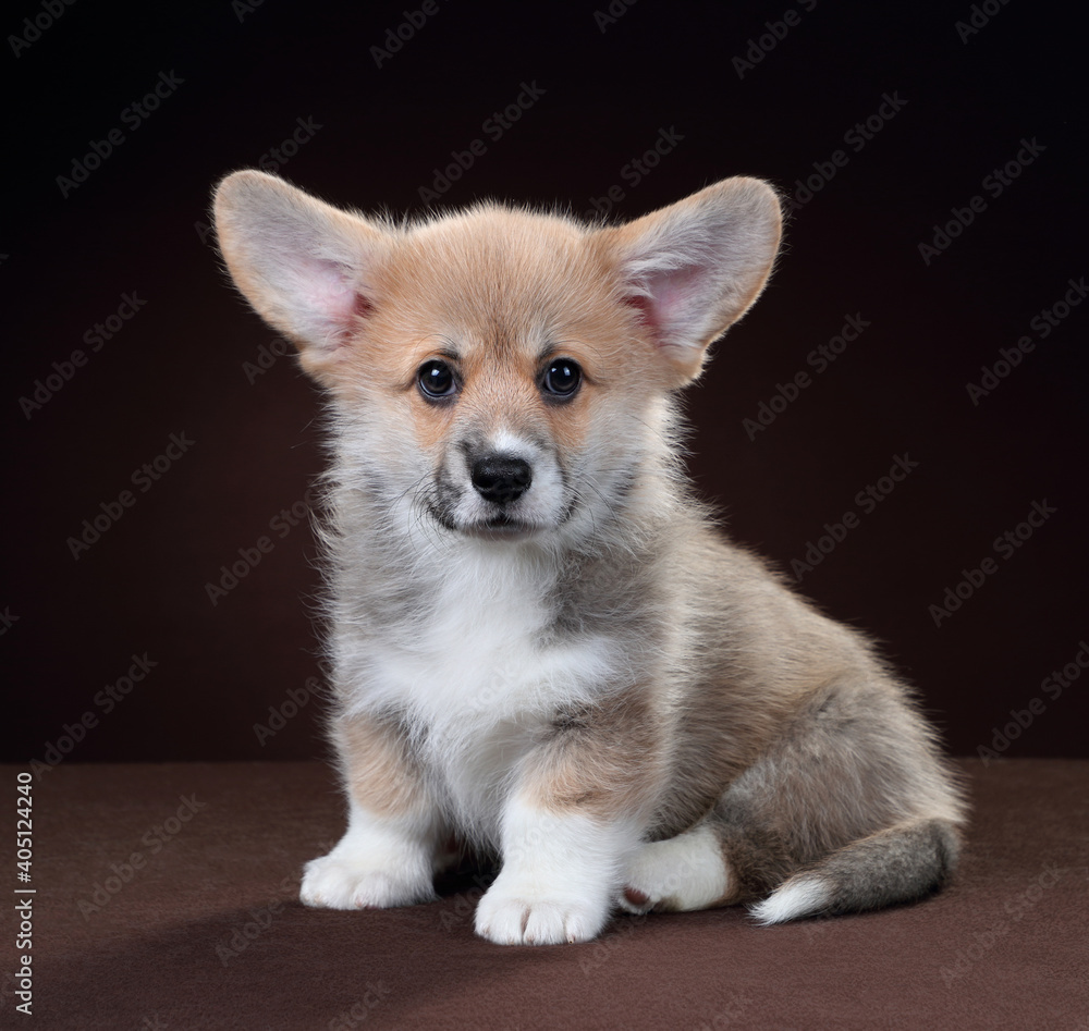 Cute ginger welsh corgi pembroke puppy on brown background