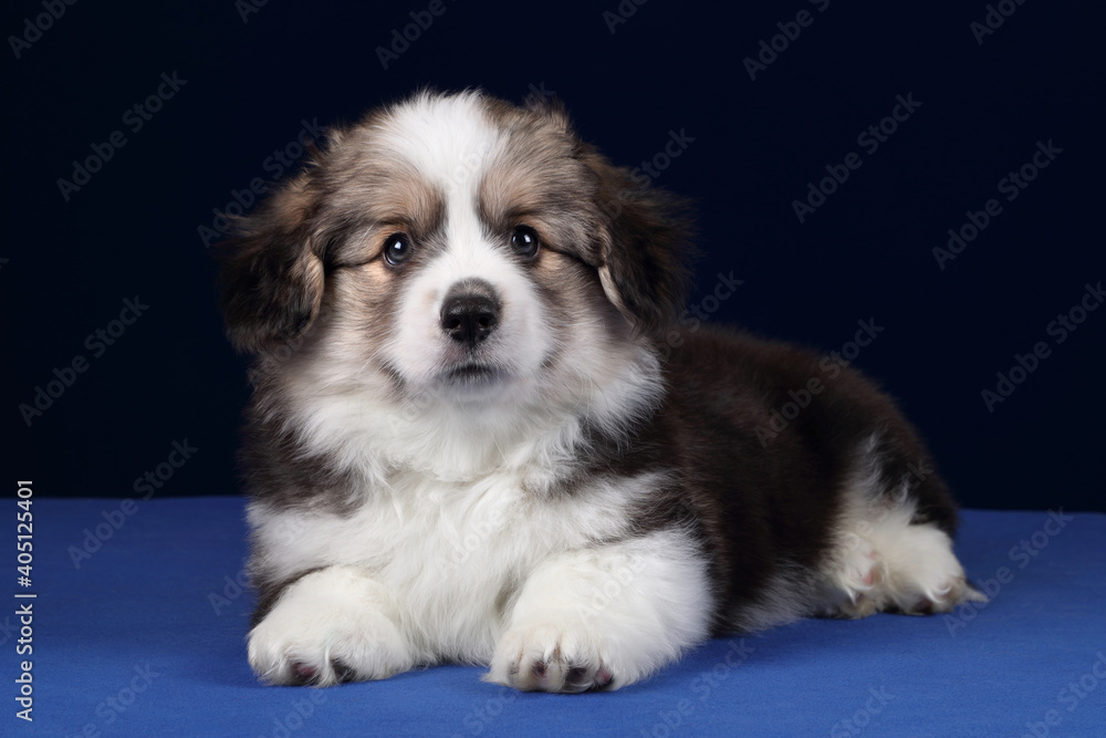 Cute fluffy welsh corgi pembroke puppy on blue background