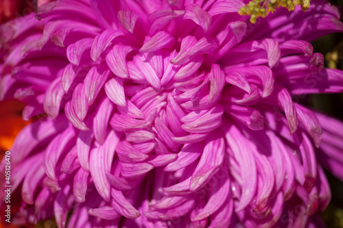close up of petals and flowers
