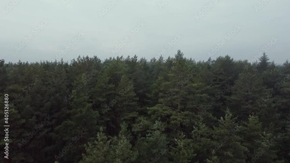 Aerial shot of pine tree forest. Ecology wonderlust background Aerial shot of pine tree forest. Ecology wonderlust background