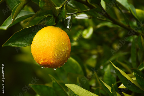 Ripe orange drops after rain in a green garden. Close-up. soft selective focus. Orange garden.