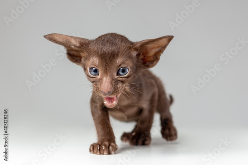 Quadro su tela Little active kitten of oriental cat breed of solid chocolate color with blue ey