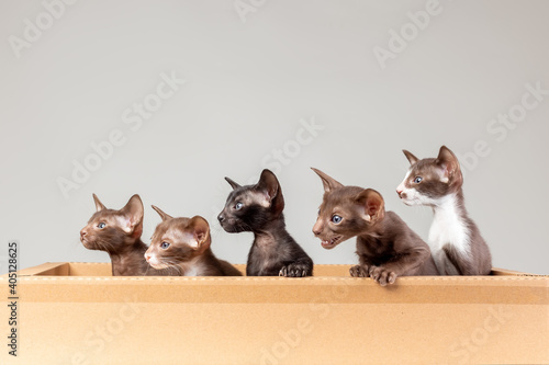 Bilde på lerret Group of little kittens of oriental cat breed with big ears of brown and black c