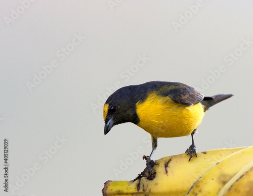 Vuurbuikorganist, Ornage-bellied Euphonia, Euphonia xanthogaster photo