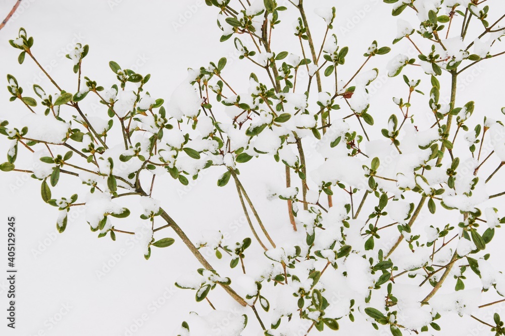 Azalea plant under snow for white background with leaves Azalea plant under snow for white background with leaves