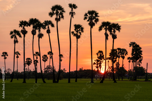 Beautiful scene of rice farm and the palm tree with the Sun rise in the morning time
