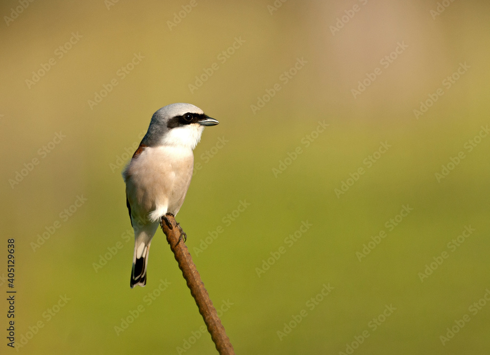Naklejka premium Grauwe Klauwier; Red-backed Shrike; Lanius collurio