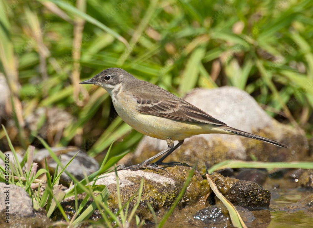 Gele Kwikstaart, Yellow Wagtail, Motacilla flava Gele Kwikstaart, Yellow Wagtail, Motacilla flava