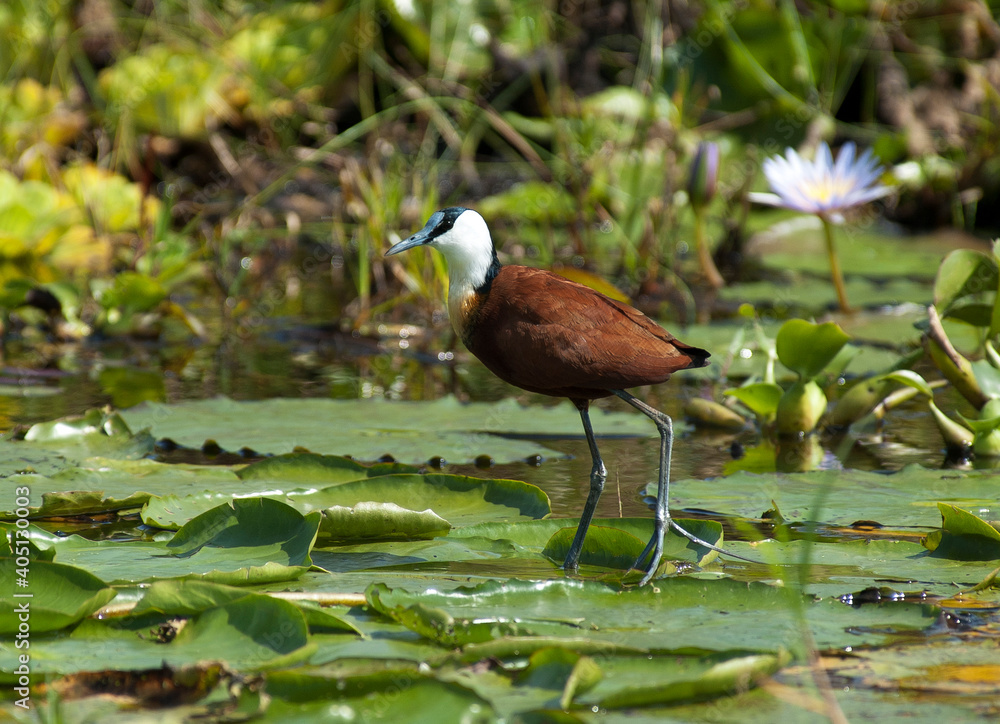 African Jacana, Actophilornis africanus, Lelie-loper African Jacana, Actophilornis africanus, Lelie-loper