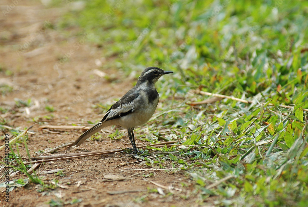 Obraz premium Afrikaanse Bonte Kwikstaart, African Pied Wagtail, Motacilla aguimp