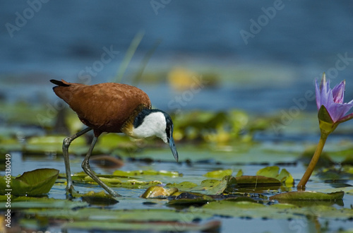 African Jacana, Actophilornis africanus, Lelie-loper photo