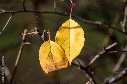 Autumn leaves on the sun. Fall blurred background.