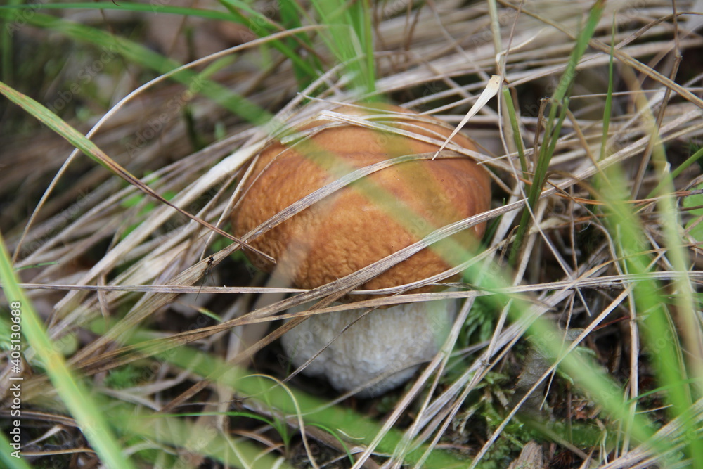 mushroom in the grass mushroom in the grass