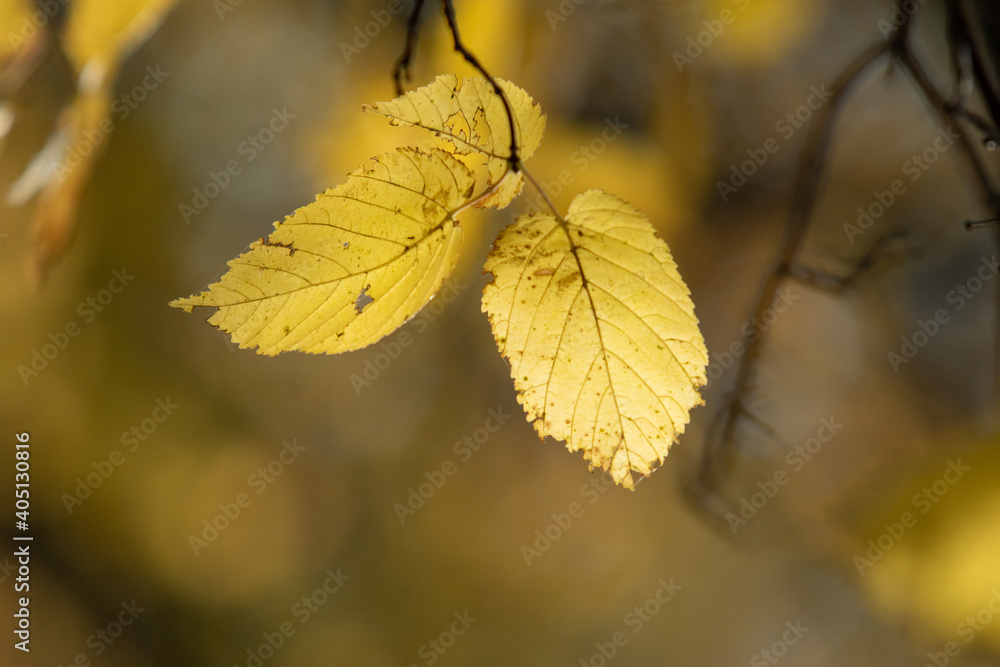 Autumn leaves on the sun. Fall blurred background. Autumn leaves on the sun. Fall blurred background.